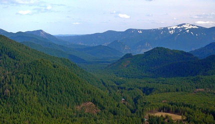 Old growth trees on Bunk Hill in the Gifford Pinchot National Forest