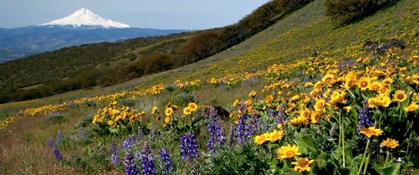 Stacker Butte trail view of Mt Hood